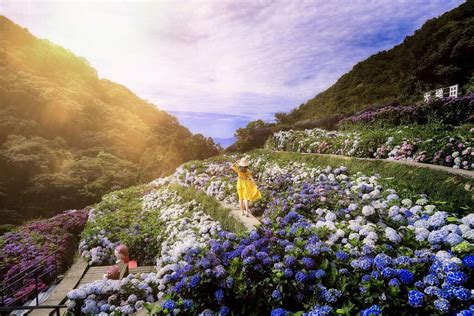 財福|竹子湖海芋.繡球花季2022更新陽明山看的到小油坑的財福海芋田…